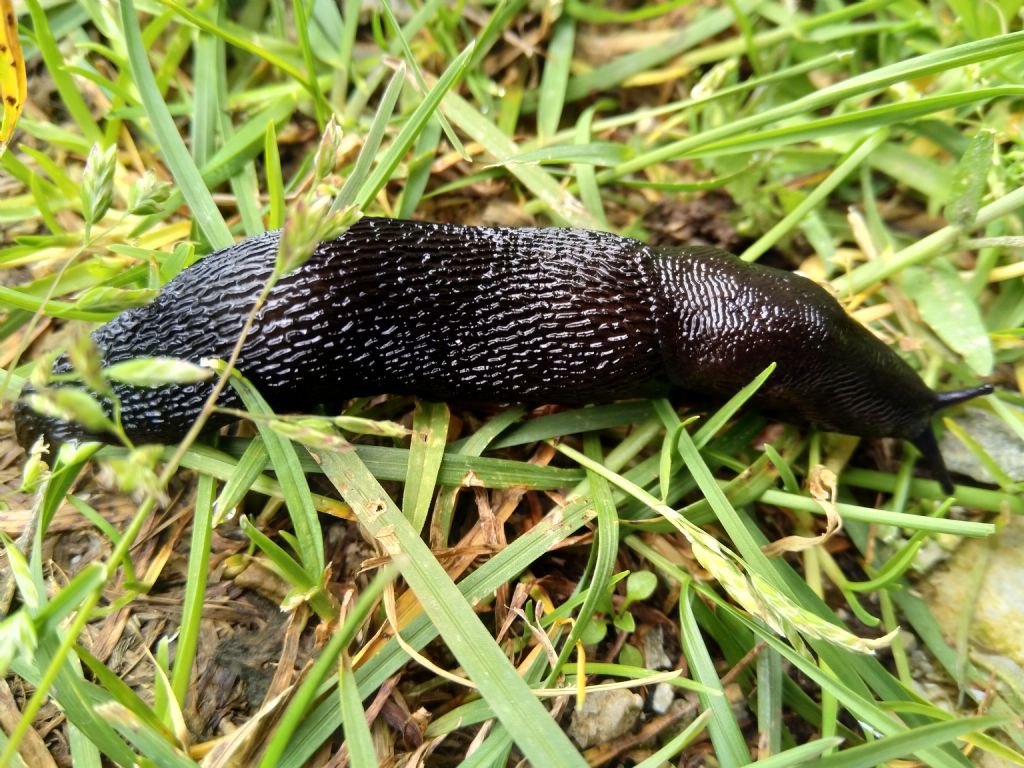 Limax sp.della Grecia